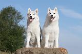 SIBERIAN HUSKY 001